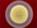 ©2005 EMSL Analytical, Inc.