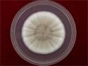 ©2005 EMSL Analytical, Inc.