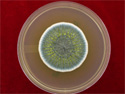 ©2005 EMSL Analytical, Inc.