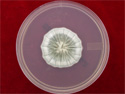 ©2005 EMSL Analytical, Inc.