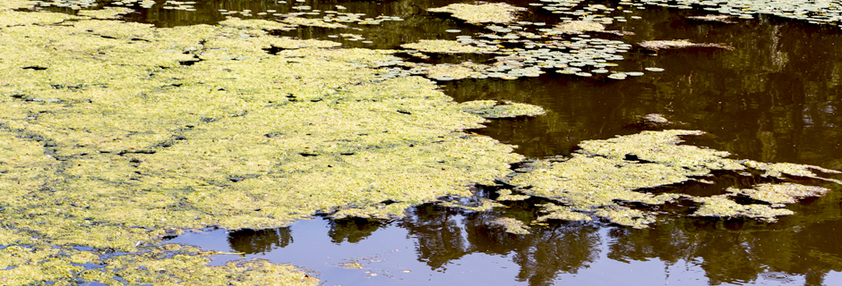 Harmful Algal Blooms (HABs)