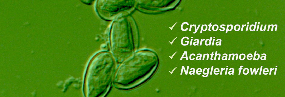 Protozoa Identification