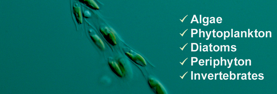 Taxonomic Identification