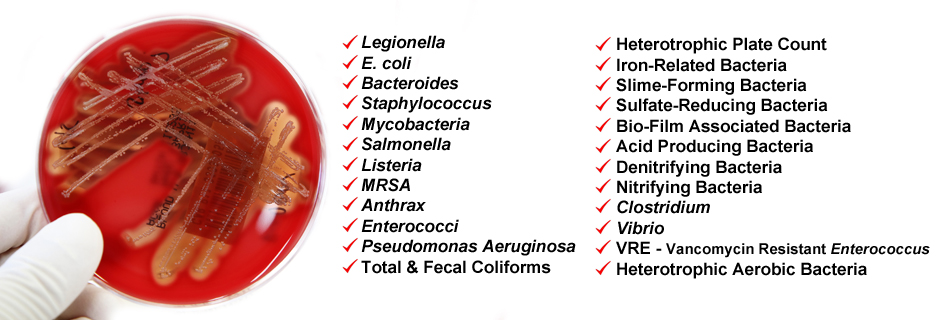 Microbiology 3
