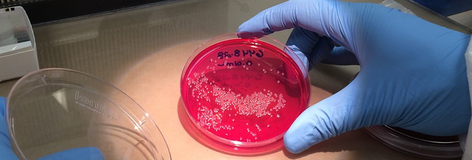 Bacteria