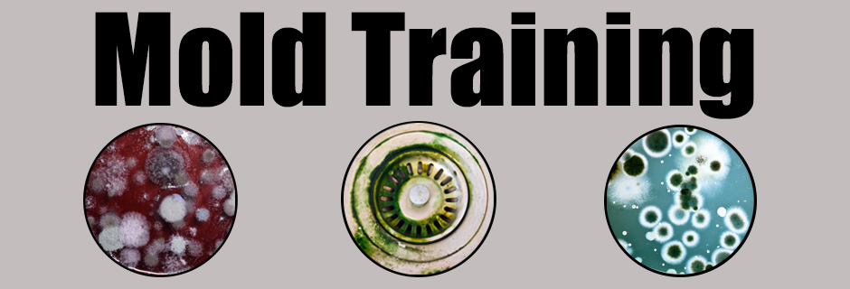 Mold Training