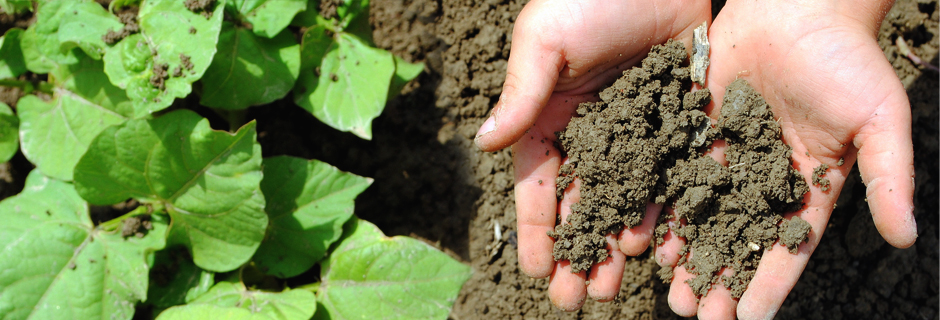 Radionuclides in Soil
