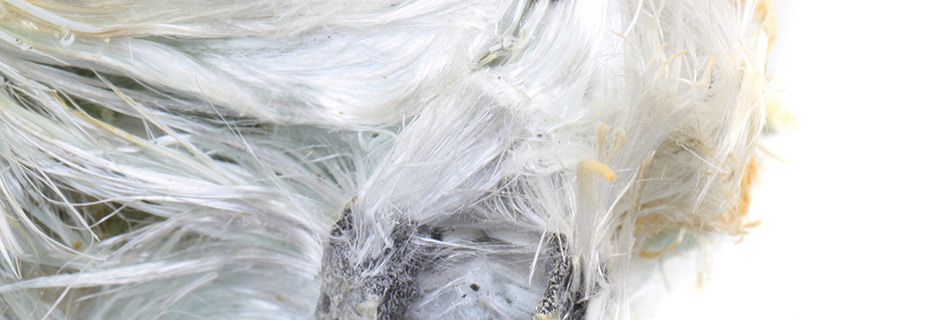 Asbestos Mineral