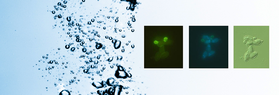 LT2 Round 2 Testing Cryptosporidium
