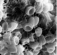 Human Red Blood Cells