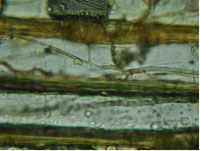 Optical microscope image of wood