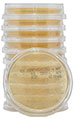 Irradiated-Loktight TSA with Lecithin & Tween (CONTACT) (Pack of 10)