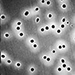 25mm .4um PolyCarb Filters 100/pk