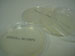 CMA Agar Plate